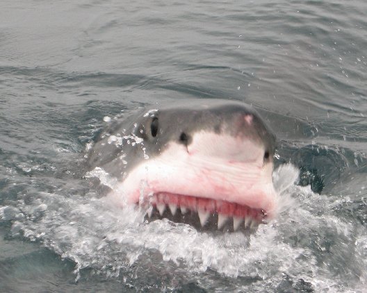 http://www.sharkabout.com/images/stories/news/2010/white.jpg