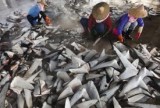 The end of sharks