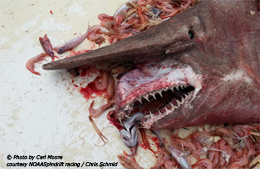 goblin shark