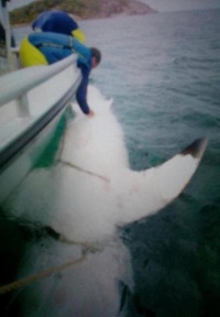 squalo-bianco-in-australia-enorme