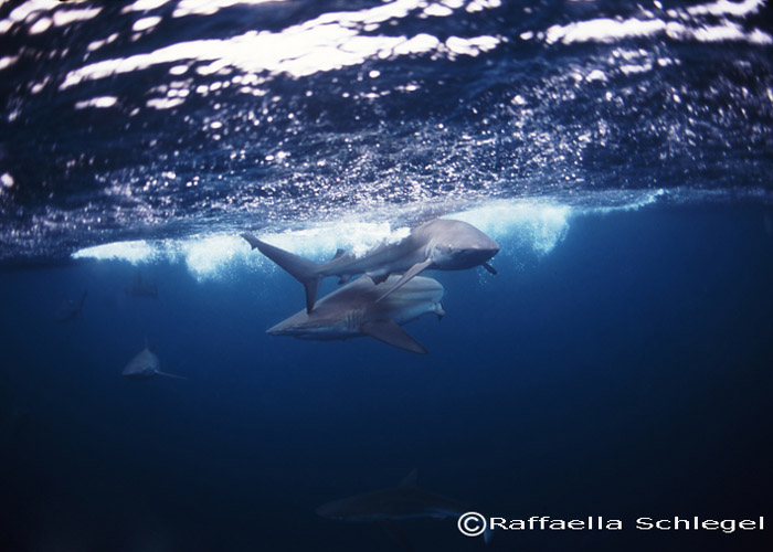 Blacktip-27-07.jpg