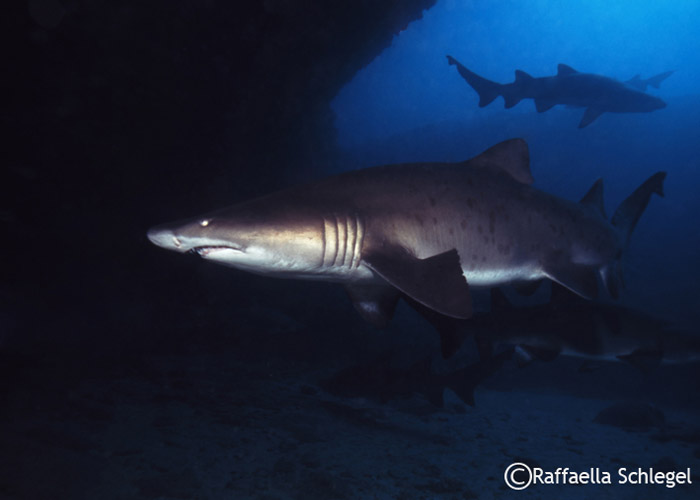 Ragged-tooth-shark-02-08-copy.jpg