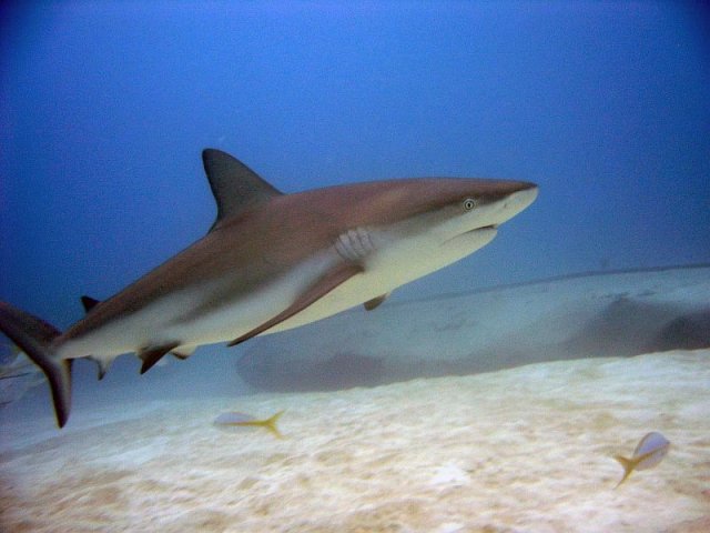 bahamas1.jpg