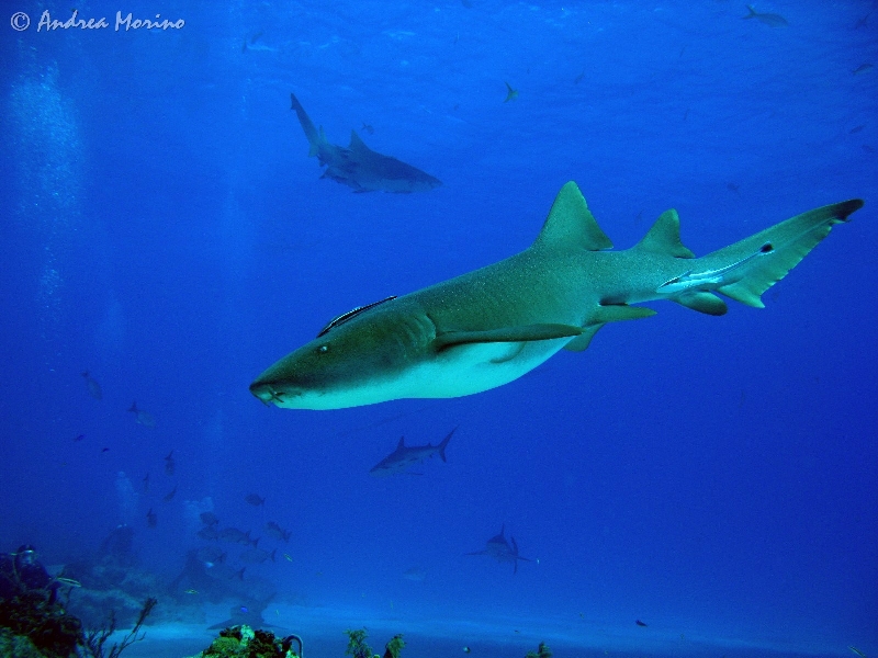squali-bahamas29.jpg