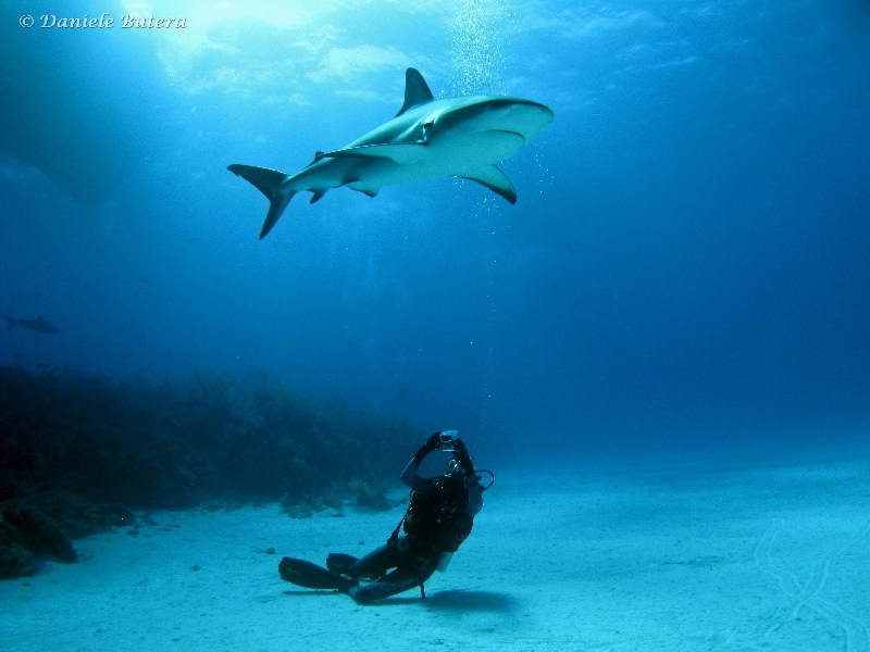 squali-bahamas40.jpg
