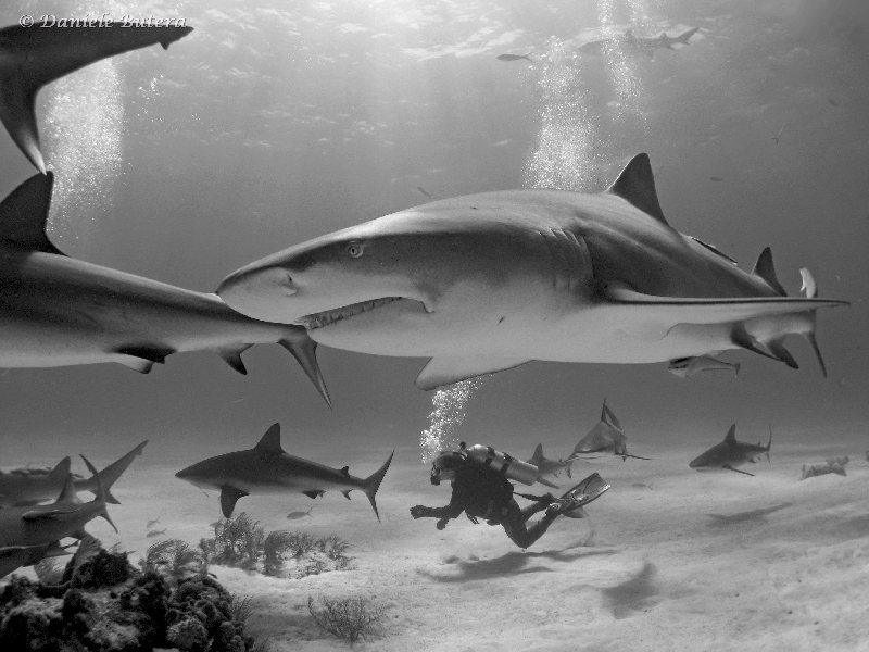 squali-bahamas49.jpg